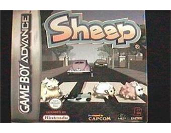 Sheep - 1